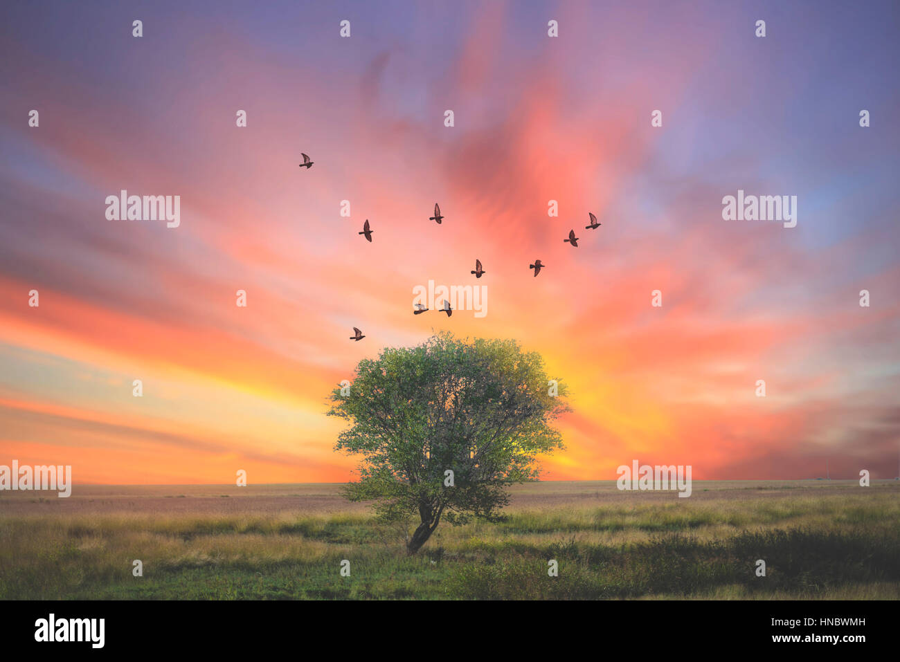 Birds flying over tree at sunset, Plainview, Texas, United States Stock Photo