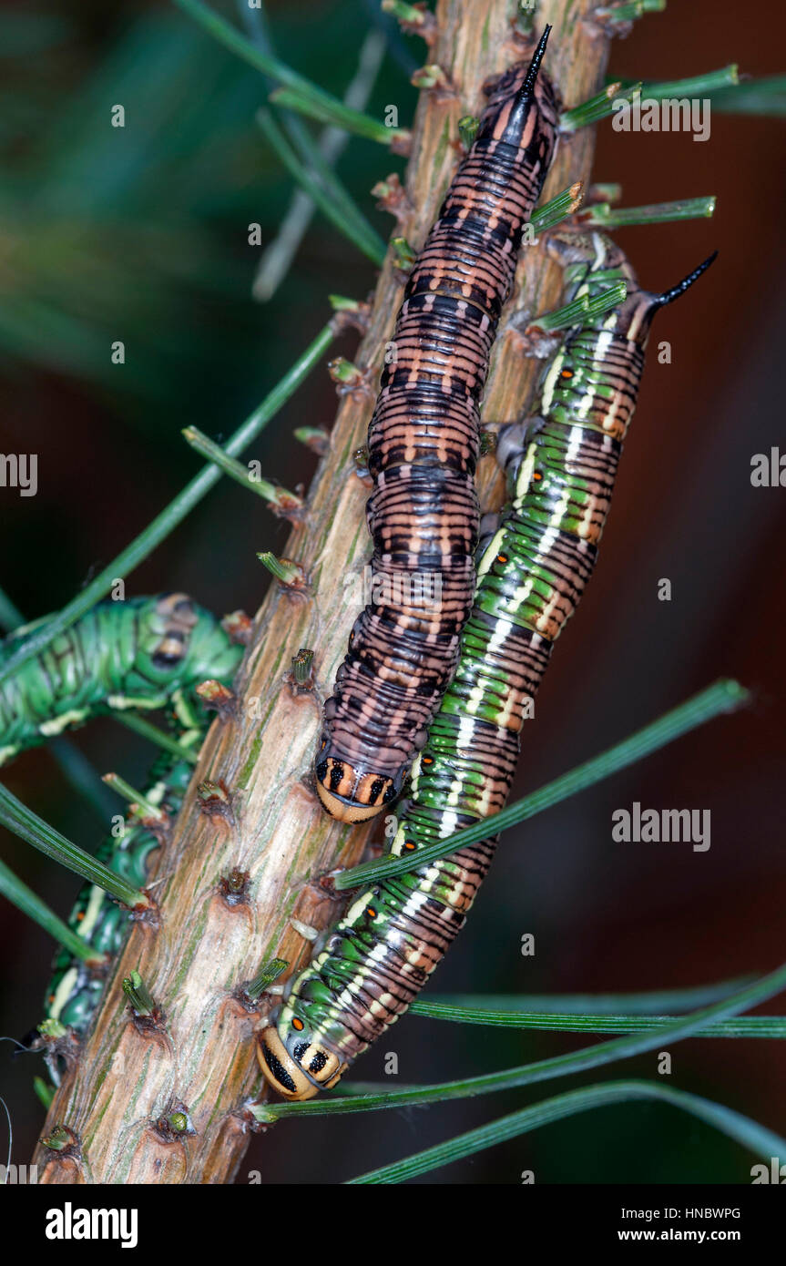 Pine Hawk moth larvae (Sphinx pinastri) on a pine tree branch Stock Photo