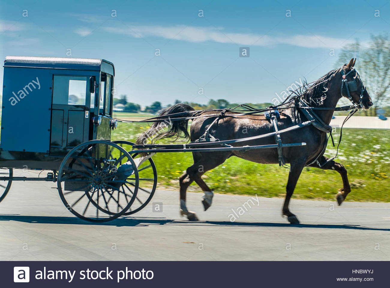 Carriage_driving Stock Photos & Carriage_driving Stock Images Alamy