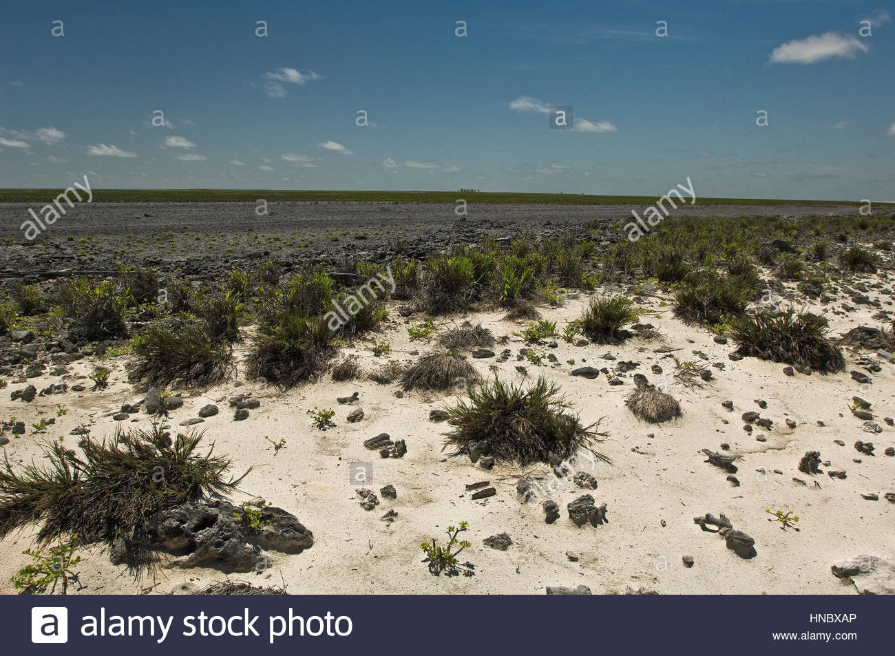 New vegetation on Starbuck Island in the Southern Line Islands Stock