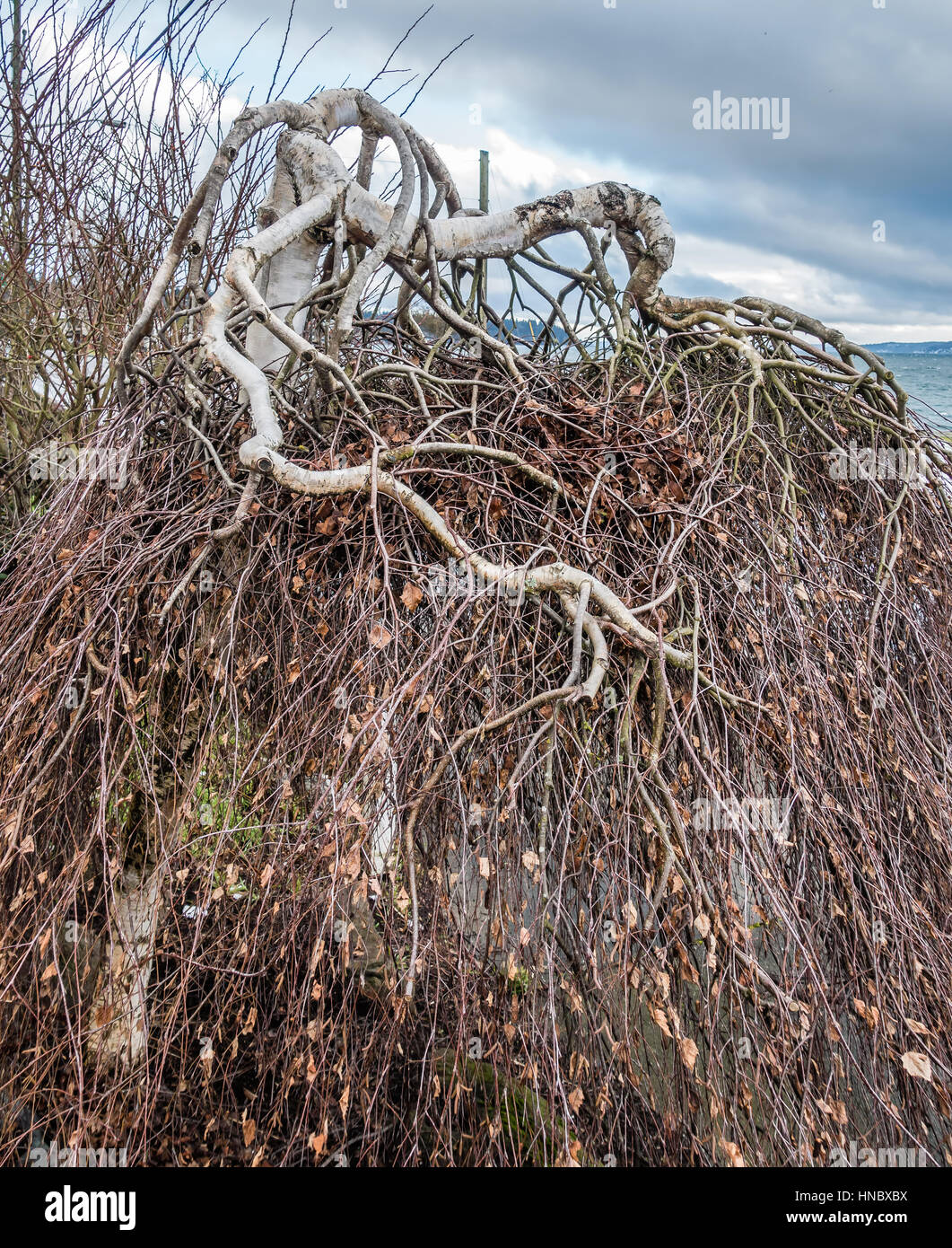 A view of a tree with gnarly branches that seems to be growing downward Stock Photo Alamy