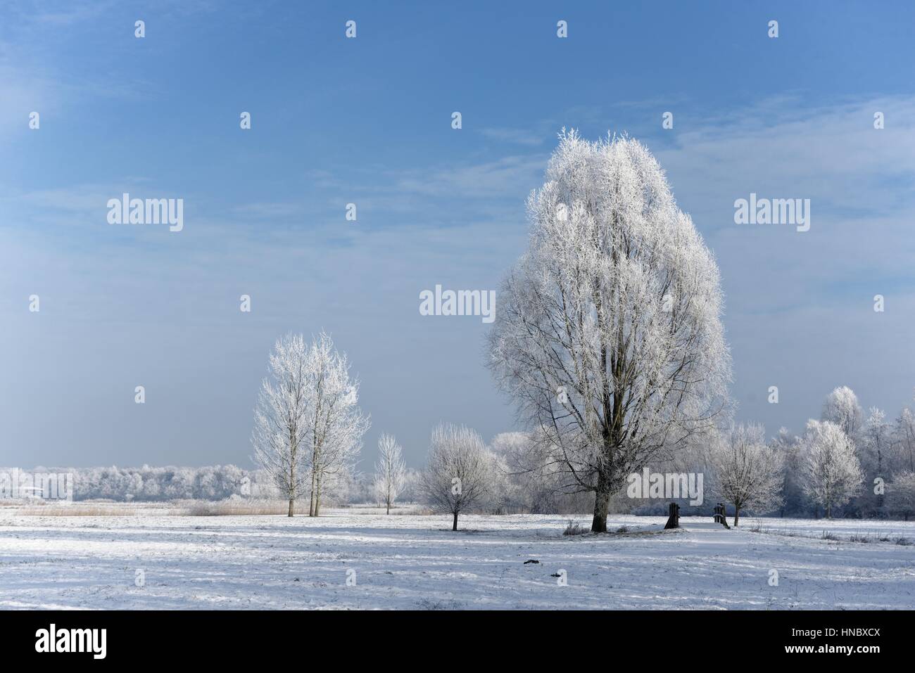 Winter landscape, Leer, Lower Saxony, Germany Stock Photo