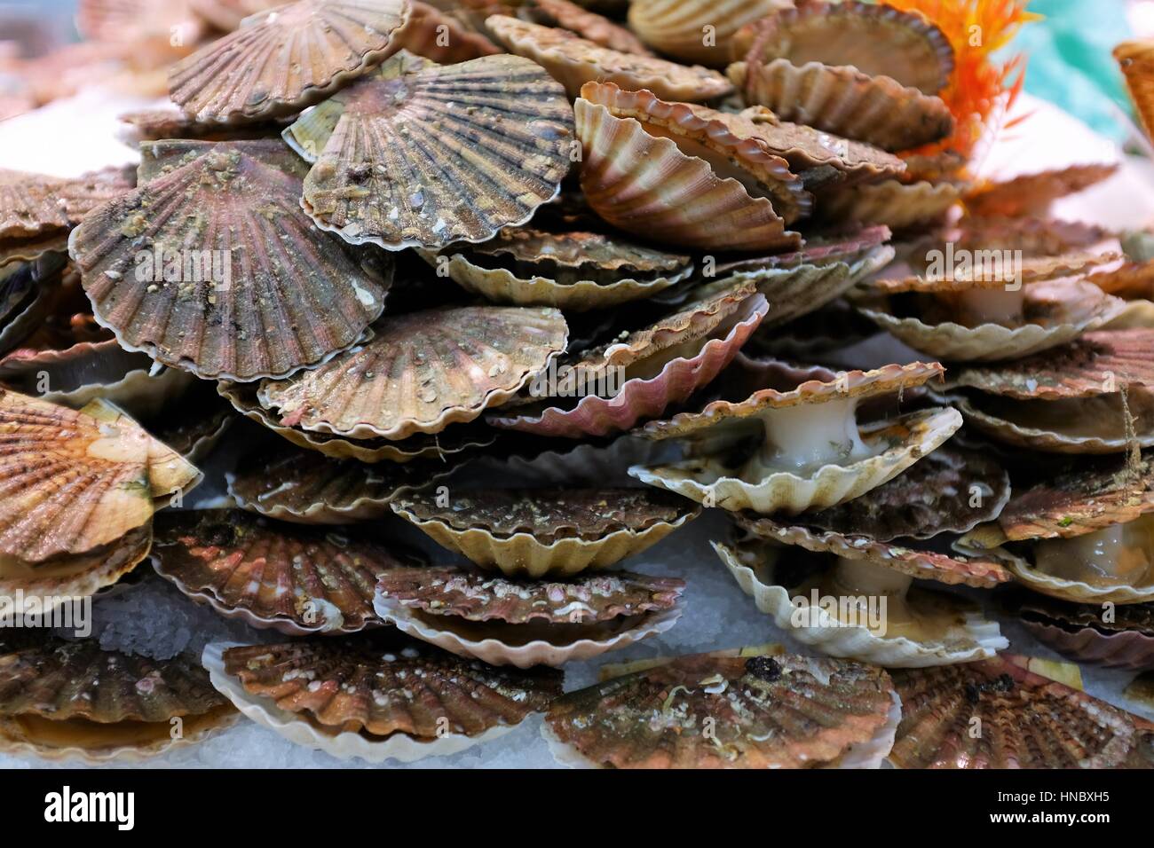 Closeup of scallops at fish market Stock Photo Alamy