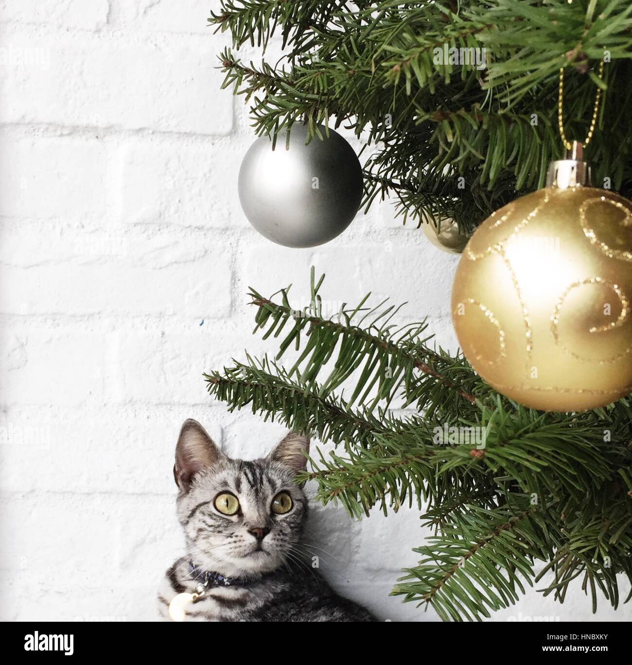 Cat looking at christmas tree with baubles Stock Photo