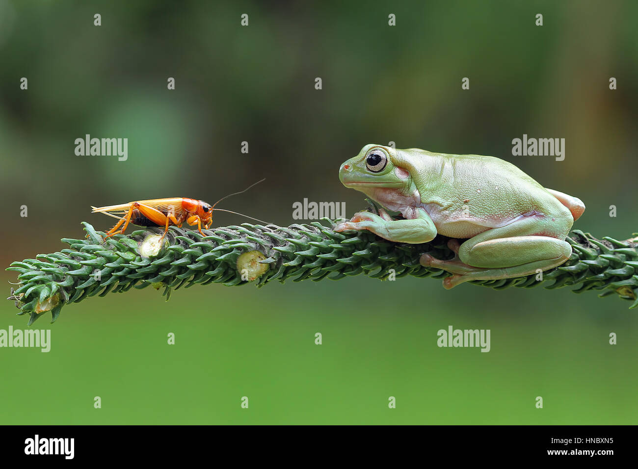 Dumpy tree frog sitting on branch with a grasshopper, Indonesia Stock Photo