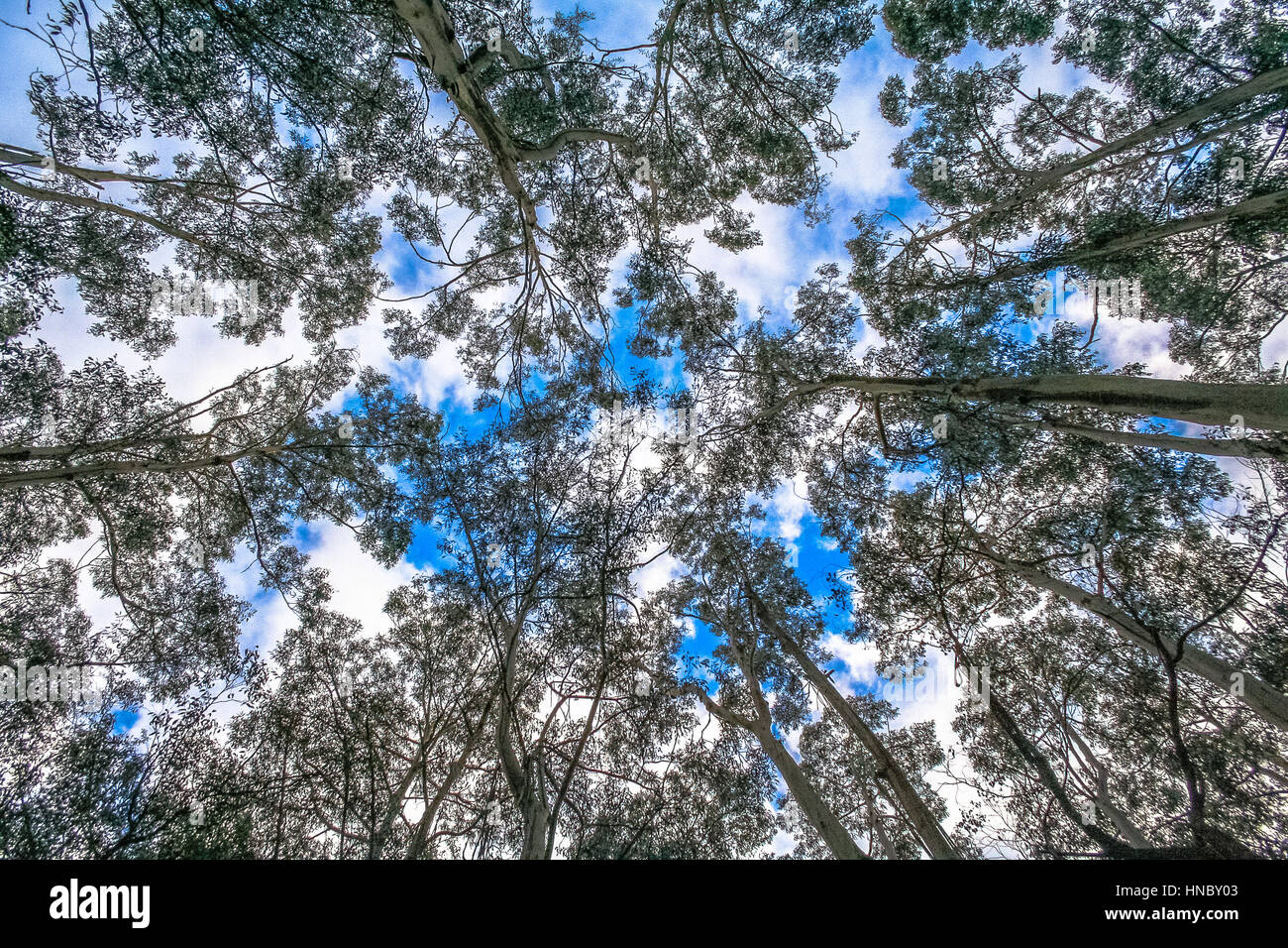 Low angle view of tree canopy, Gippsland, Victoria, Australia Stock Photo