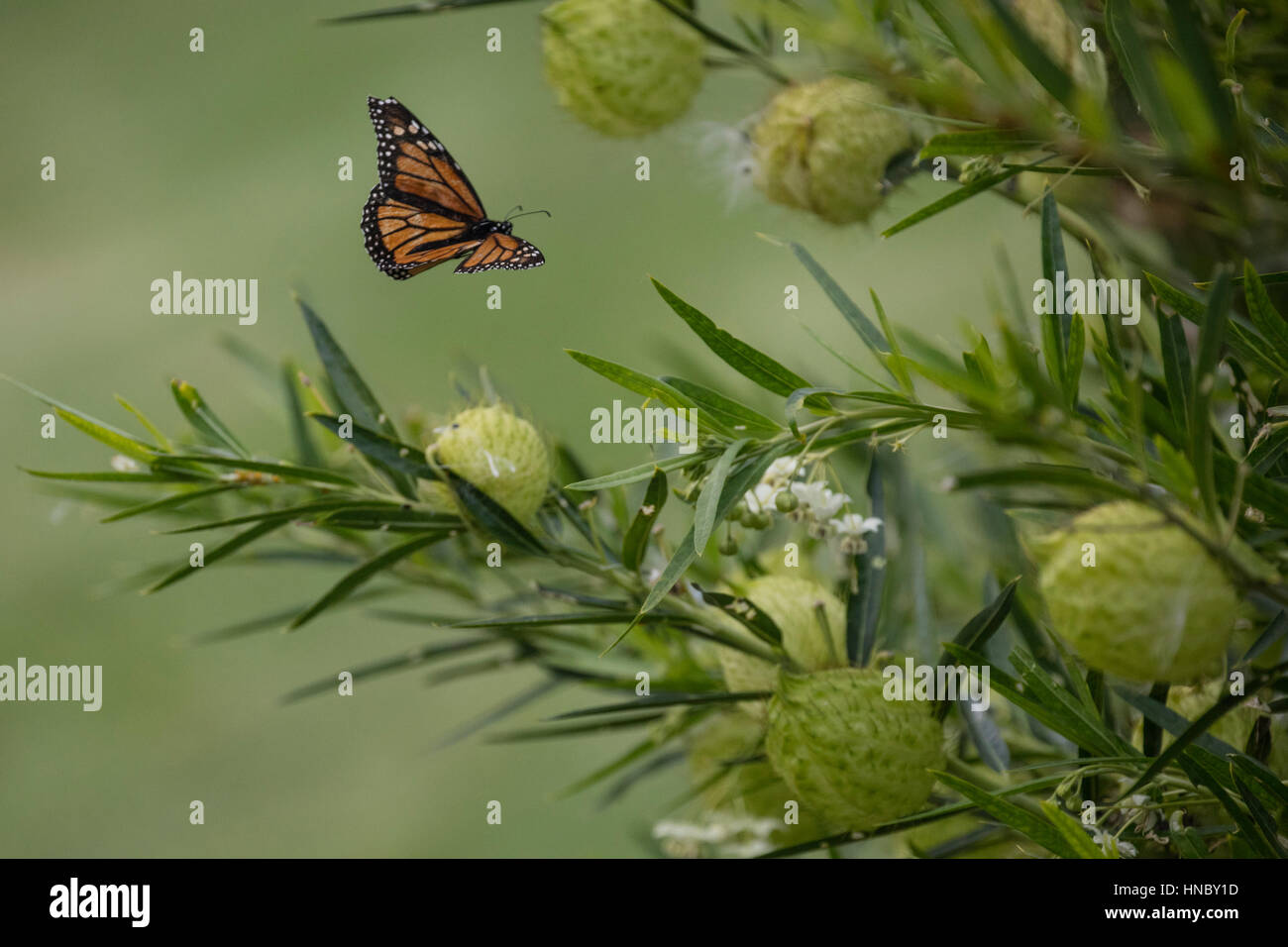 Butterfly flying by a plant, Pouto, Northland, New Zealand Stock Photo