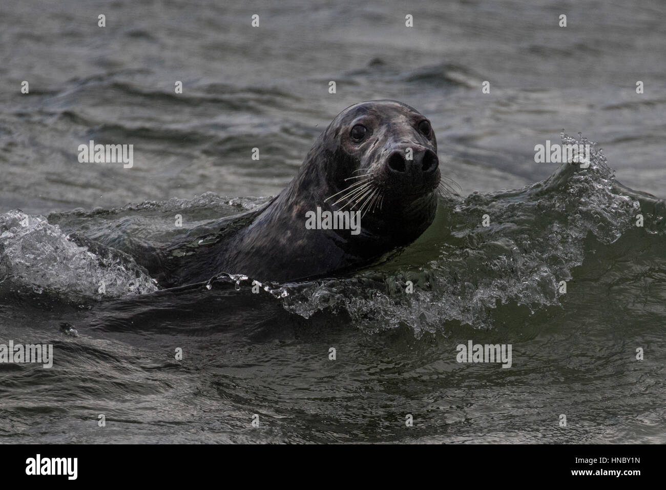 Seal swimming in ocean, Great Blasket Island, County Kerry, Ireland Stock Photo