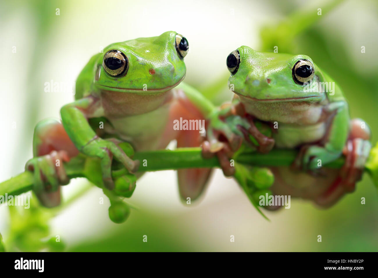 Two dumpy tree frogs on a plant, Indonesia Stock Photo