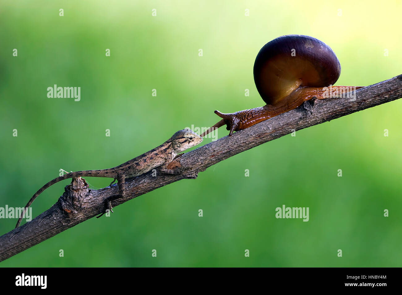 Lizard and a snail on a branch, Indonesia Stock Photo