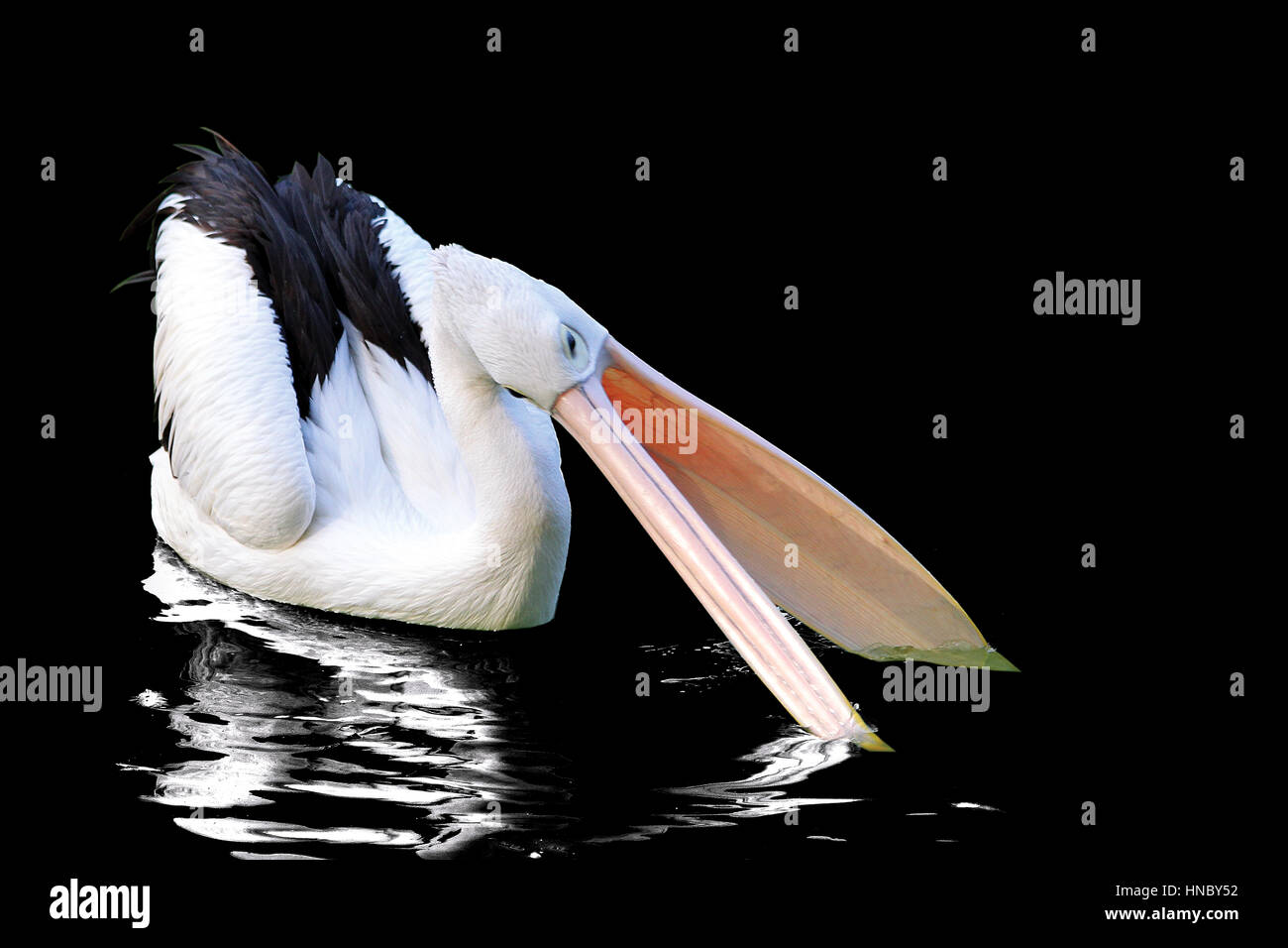 Pelican bird fishing in lake, Indonesia Stock Photo