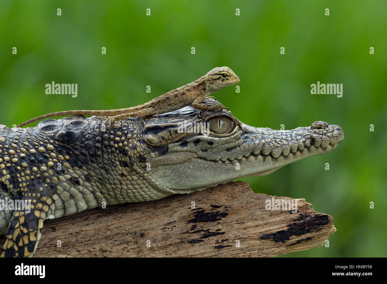 Crocodile on log hi-res stock photography and images - Alamy
