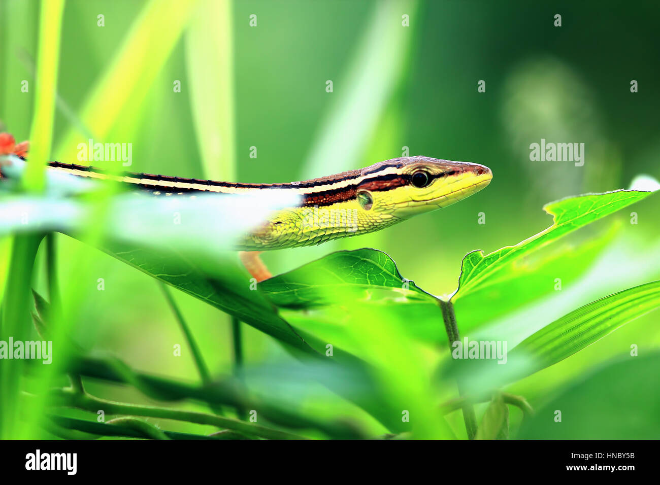 Lizard hidden in undergrowth, Indonesia Stock Photo