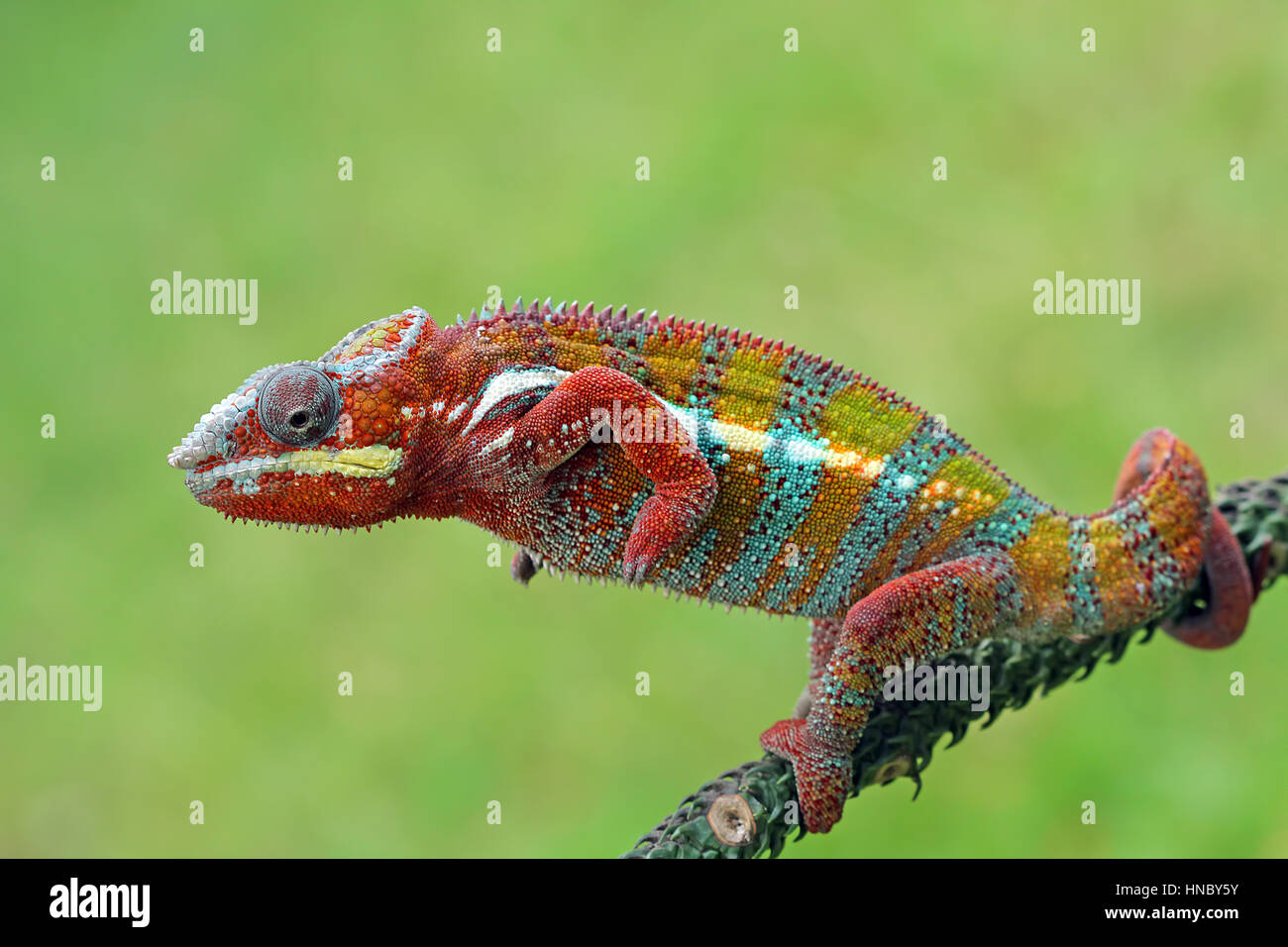Panther Chameleon on a plant, Indonesia Stock Photo
