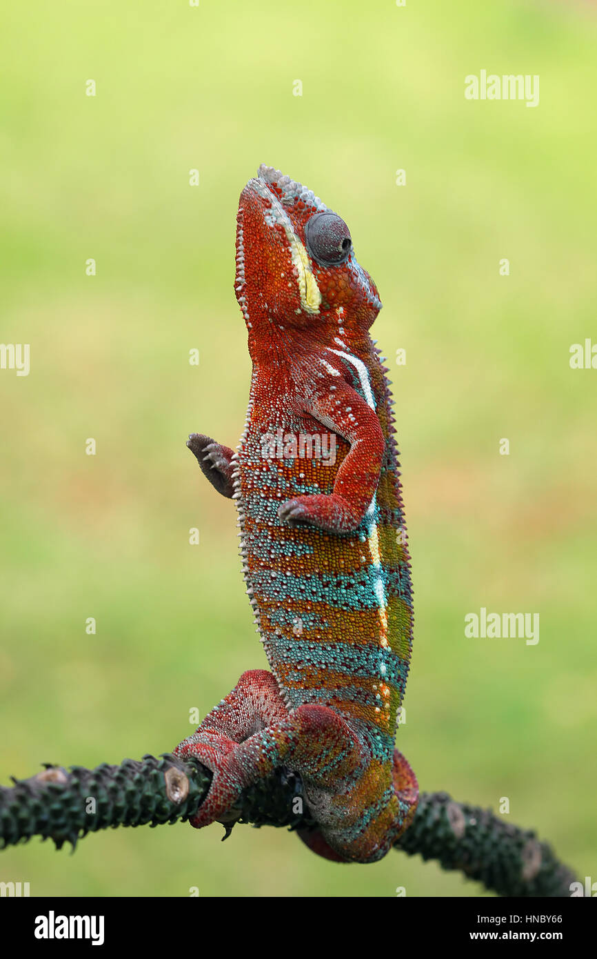 Panther Chameleon standing upright on a plant, Indonesia Stock Photo