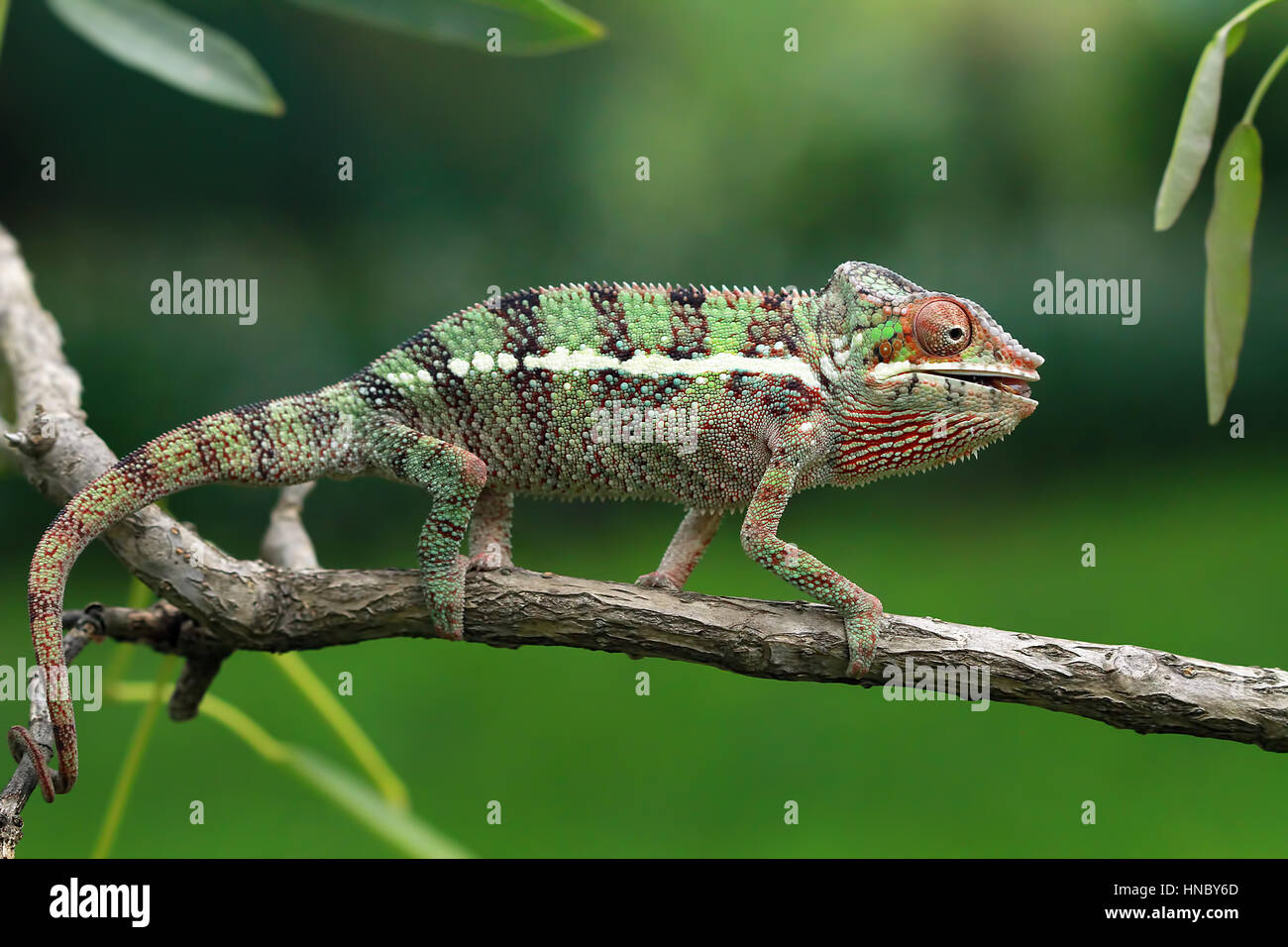 Chameleon walking on branch, Indonesia Stock Photo