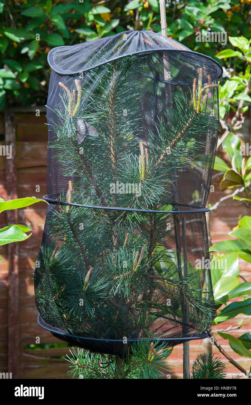 Hawk moths hires stock photography and images Alamy