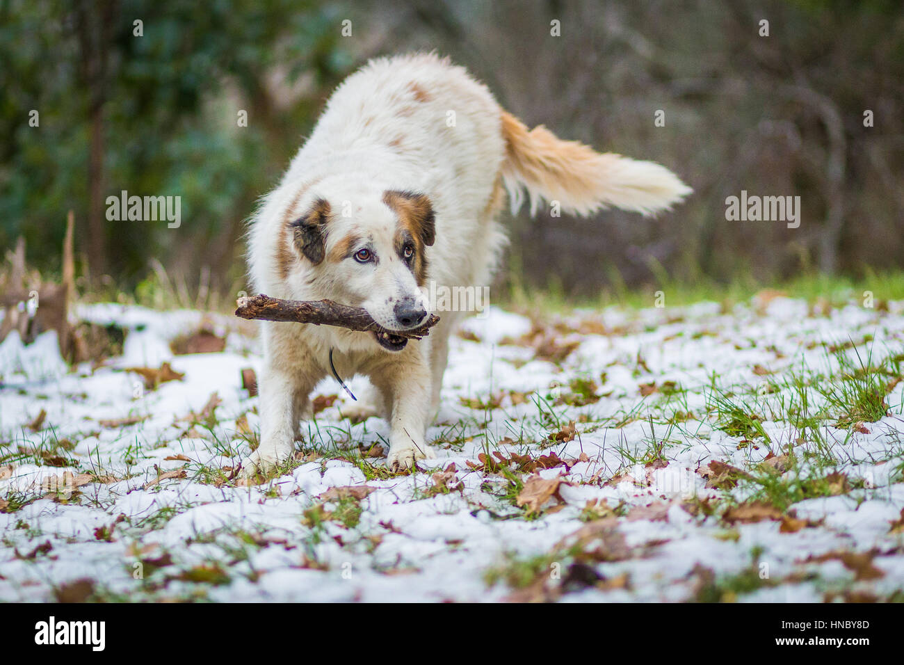 Dog playing in the snow with a piece of wood Stock Photo - Alamy