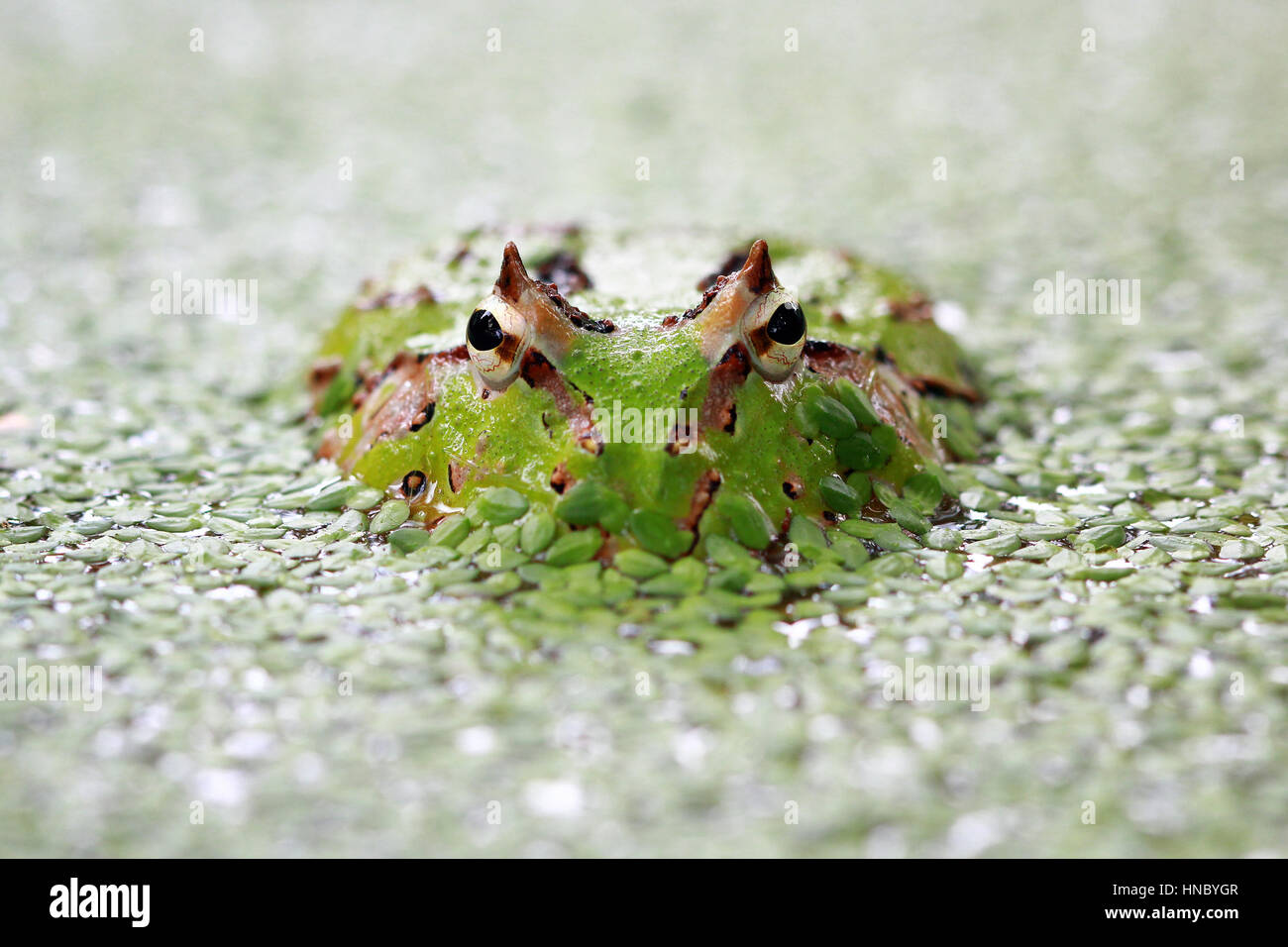Pacman frog submerged in duckweed, Indonesia Stock Photo