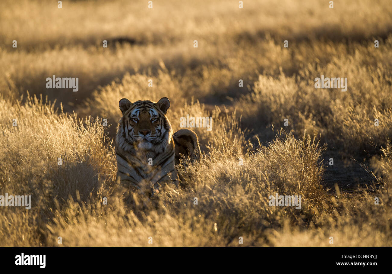 Tiger in long grass, South Africa Stock Photo