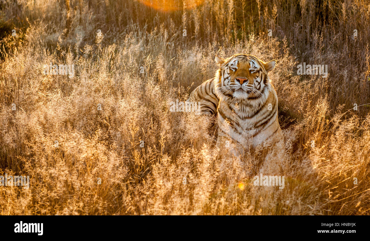 Tiger in long grass, South Africa Stock Photo