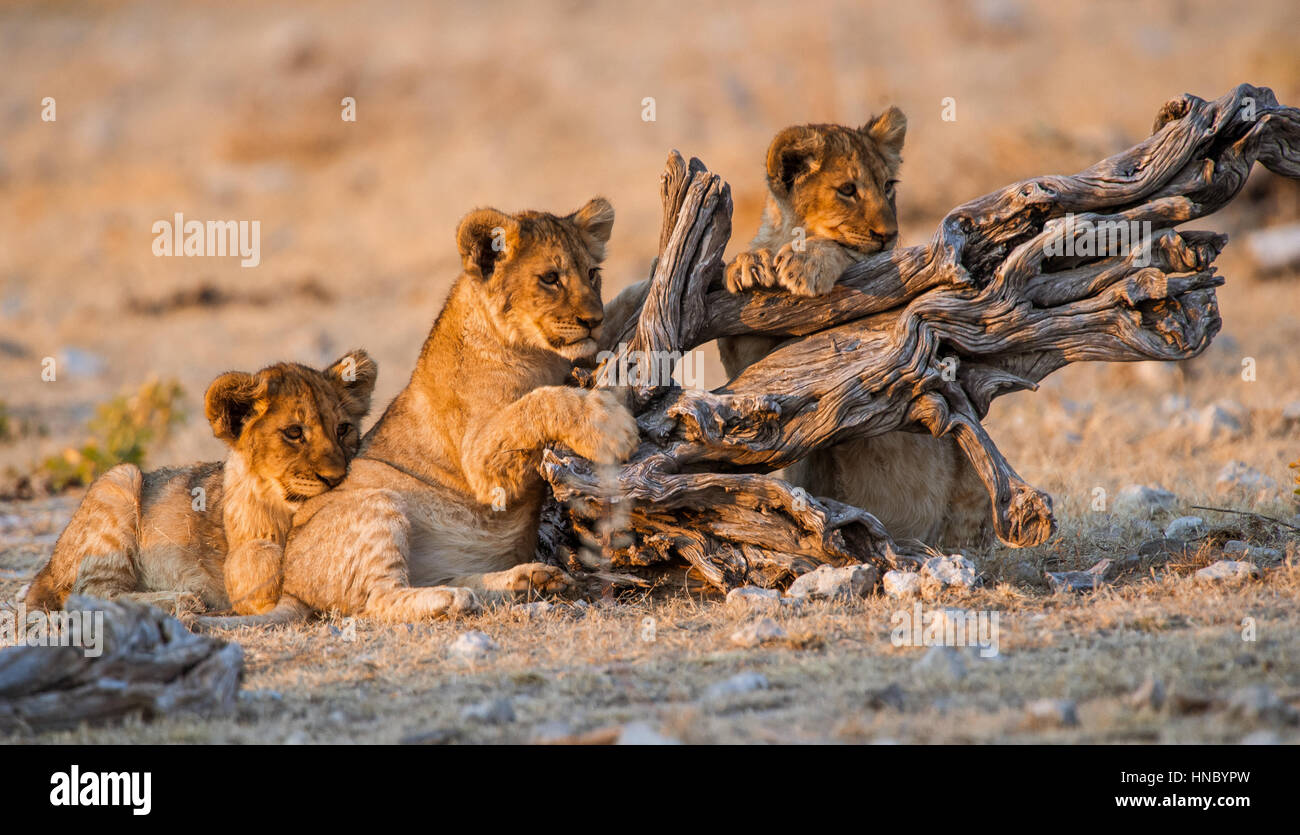 Lion Cubs, Etosha National Park, Namibia Stock Photo
