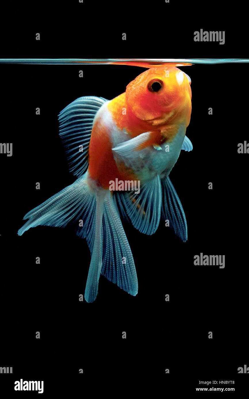 Goldfish gulping air in a fishbowl Stock Photo