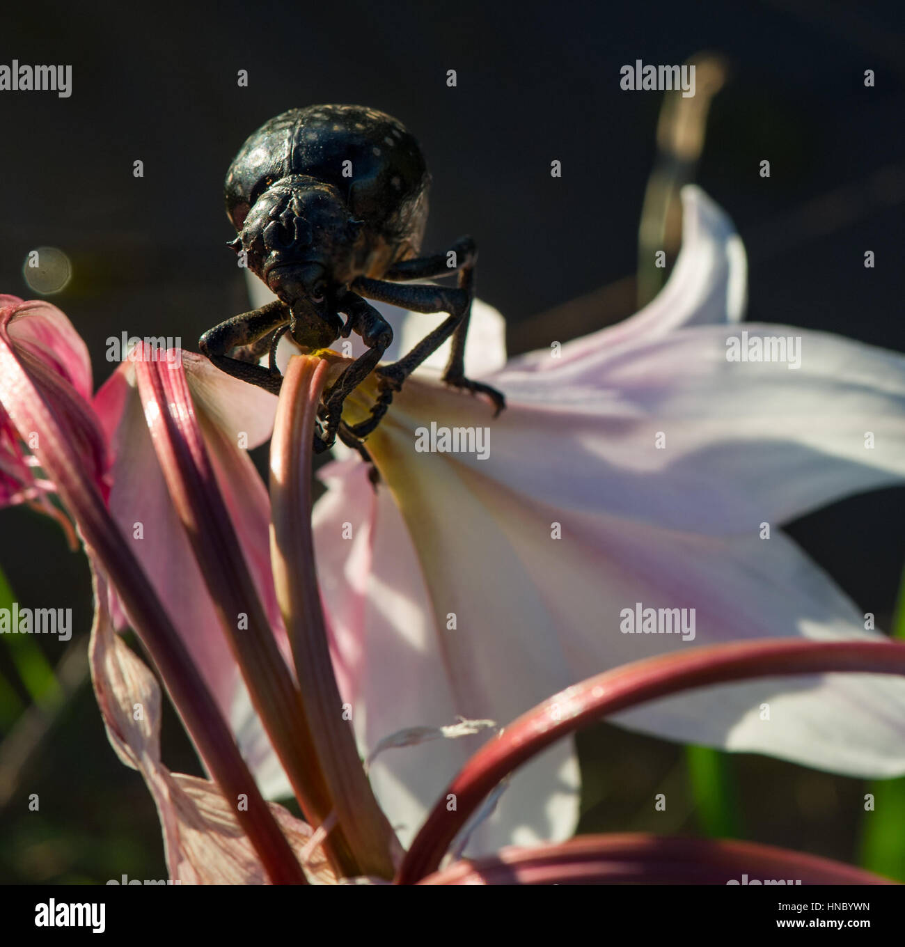 Elephant Beetle (Brachycerus ornatus) on a lily flower, Namibia Stock Photo