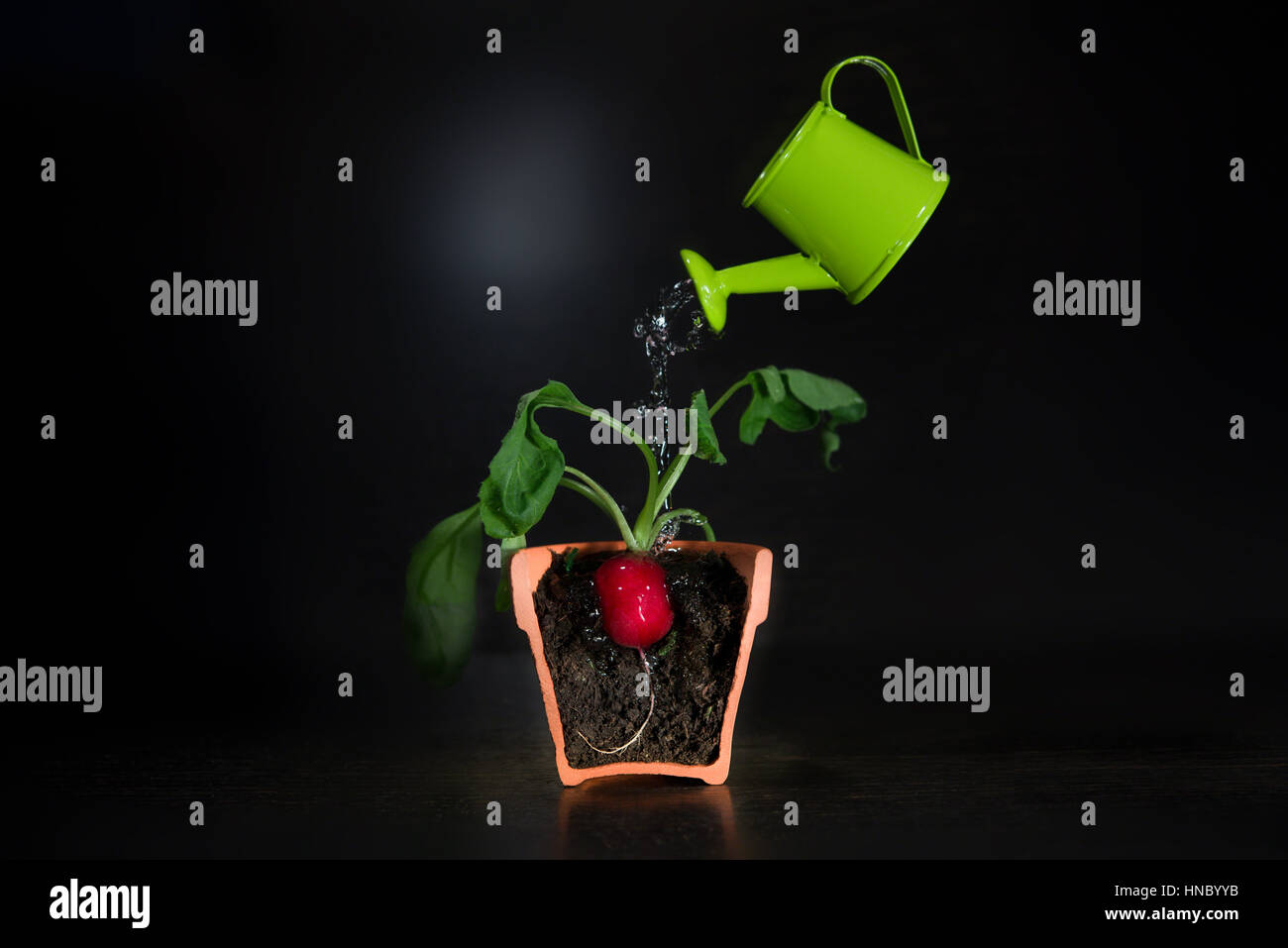Watering can watering a radish in a plant pot Stock Photo