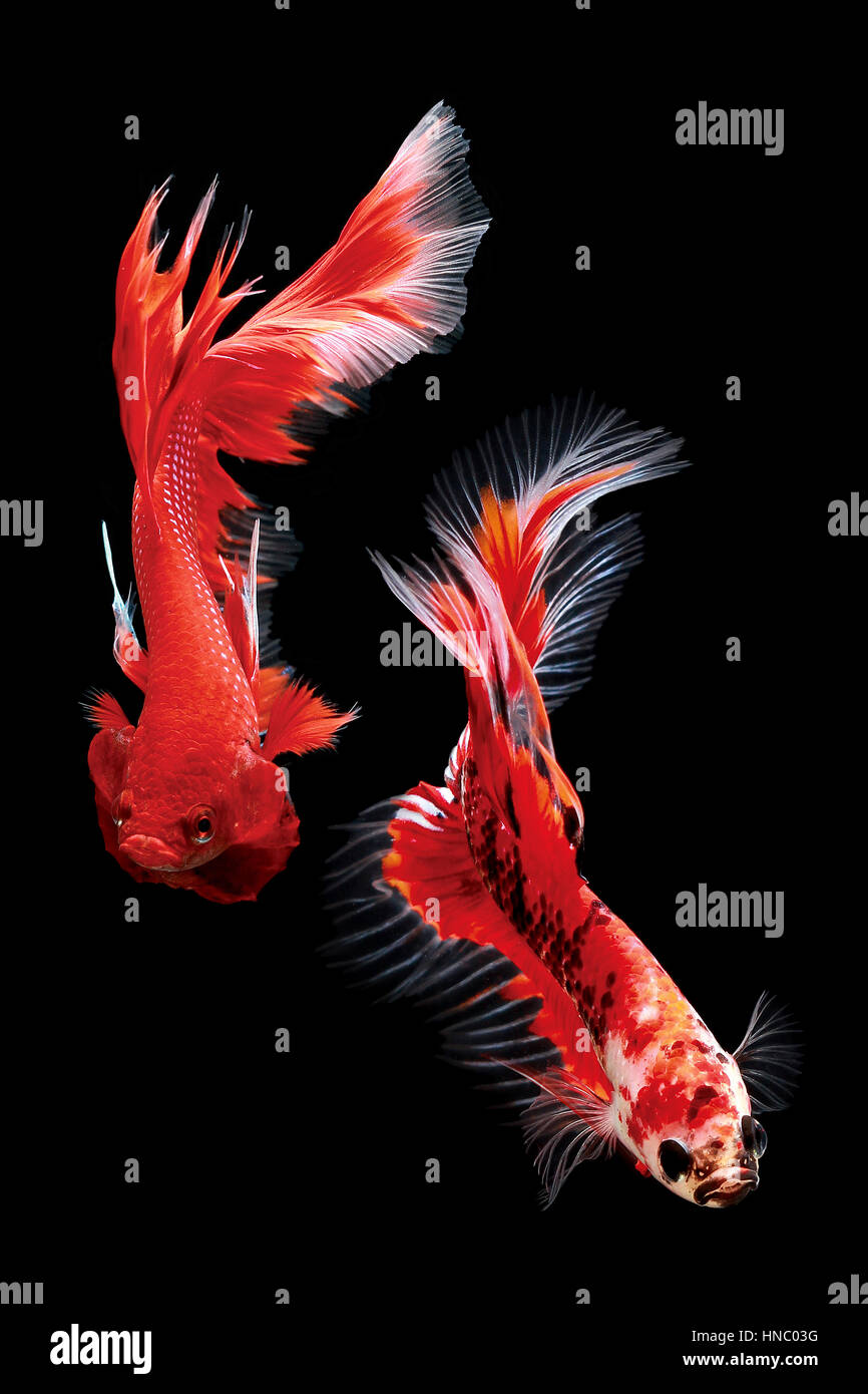 Two angry Betta fish Stock Photo