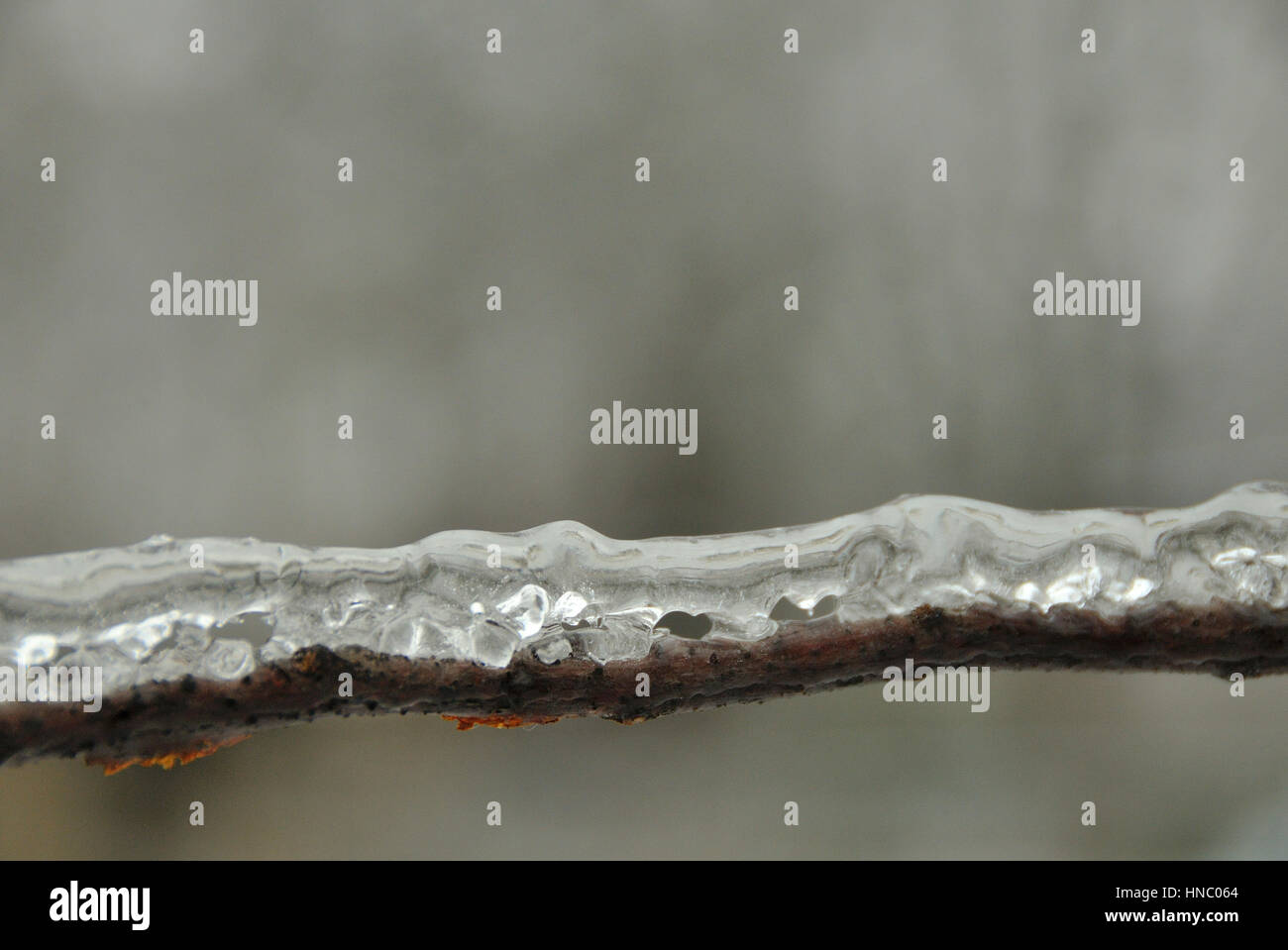 Freezing rain on trees hi-res stock photography and images - Alamy