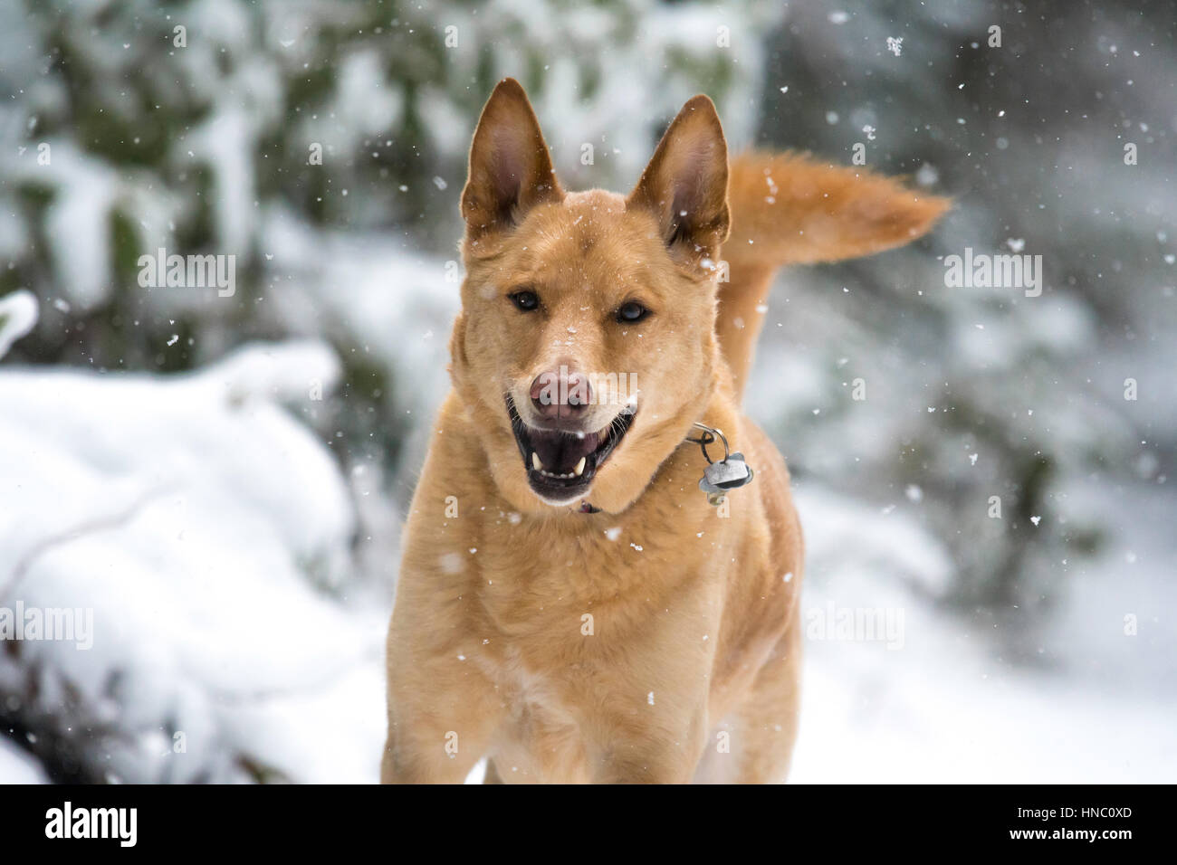 Ginger colored dog with collar happy sprinting Stock Photo