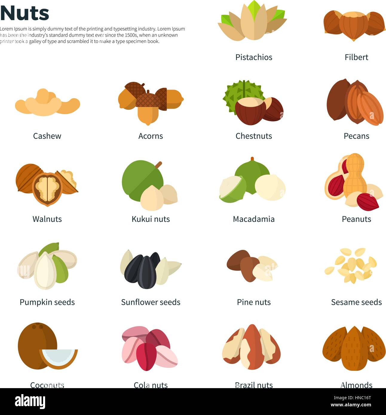 Collection of different nuts vector flat illustration. Healthy