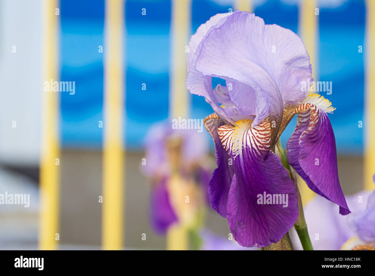 Violet Purple Flower of German Iris in spring, Iris germanica Stock Photo