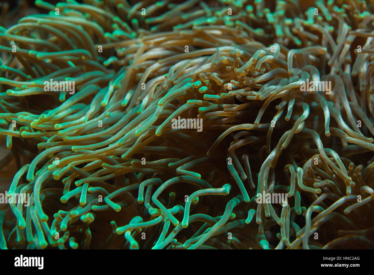 Bubble-tip anemone (Entacmaea quadricolor). Stock Photo