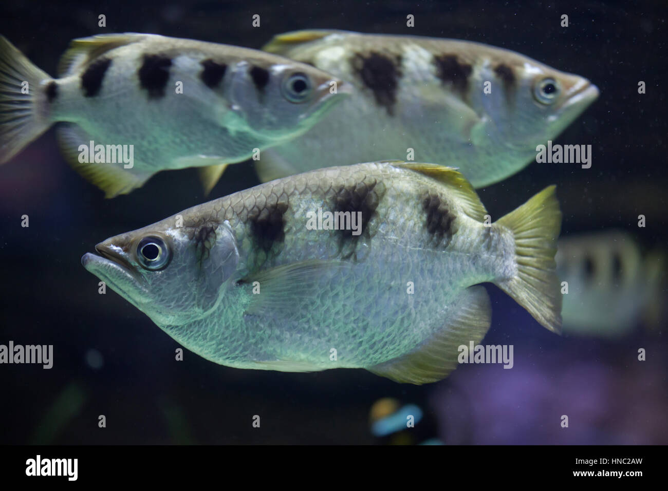Banded archerfish (Toxotes jaculatrix), also known as the spinner fish. Stock Photo