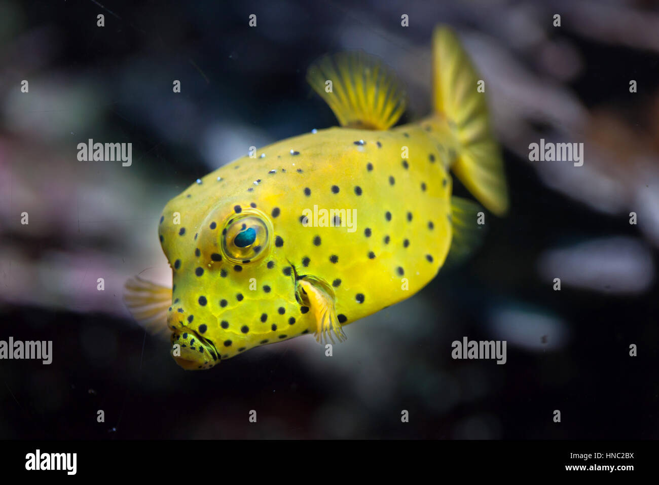 Yellow boxfish (Ostracion cubicus). Stock Photo
