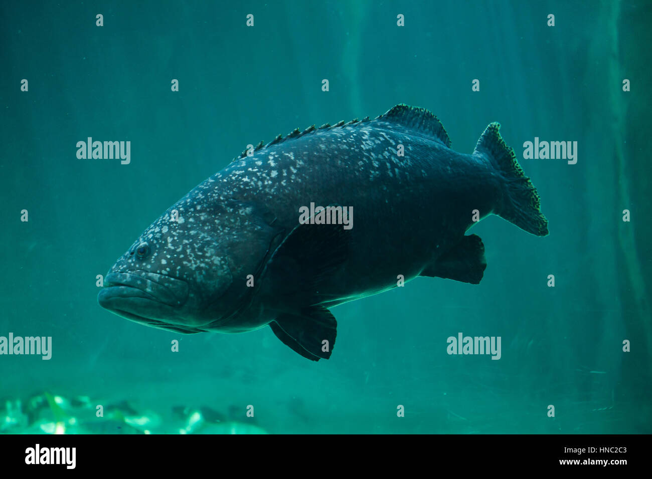 Giant grouper (Epinephelus lanceolatus), also known as the banded rockcod. Stock Photo