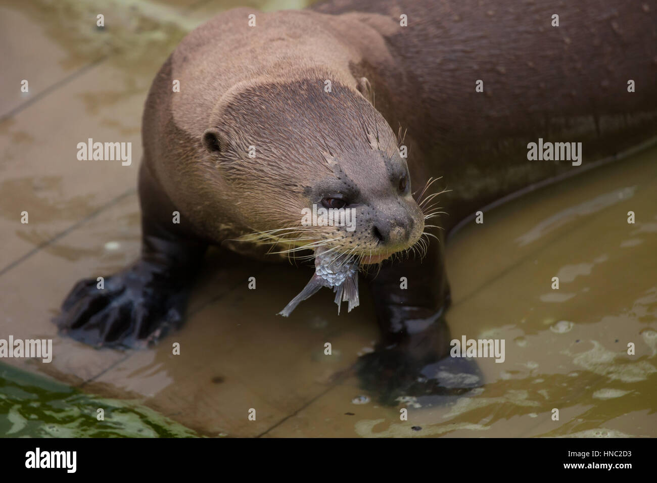 Giant otter (Pteronura brasiliensis), also known as the giant river otter. Stock Photo