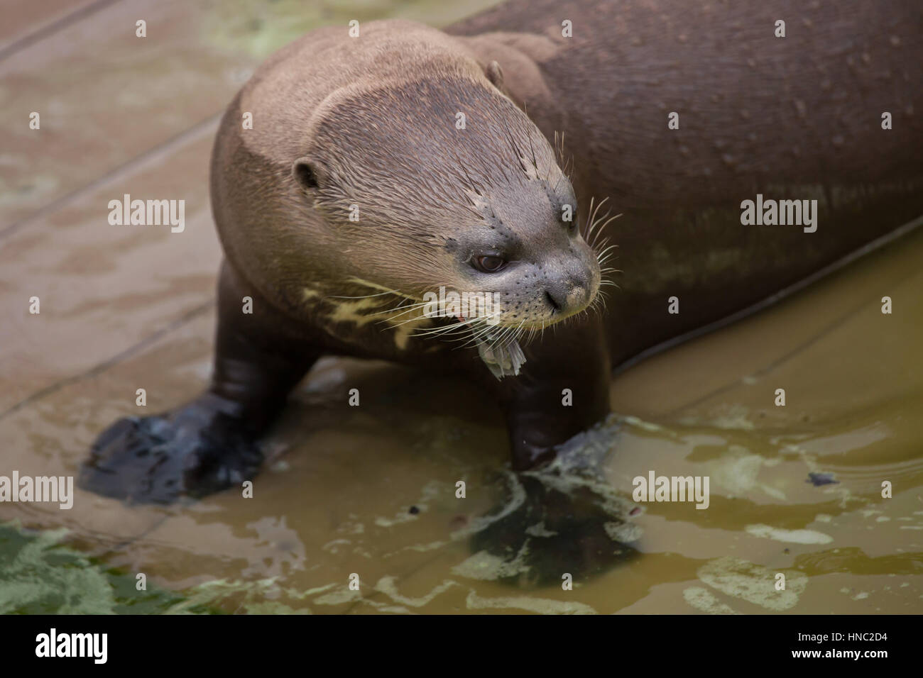 Giant otter (Pteronura brasiliensis), also known as the giant river otter. Stock Photo