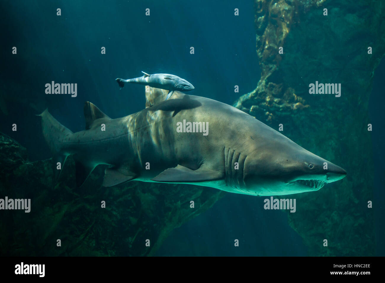 Live sharksucker (Echeneis naucrates) and the sand tiger shark (Carcharias taurus), also known as the grey nurse shark. Stock Photo