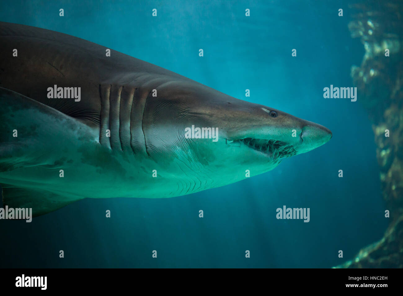 Sand tiger shark (Carcharias taurus), also known as the grey nurse shark. Stock Photo