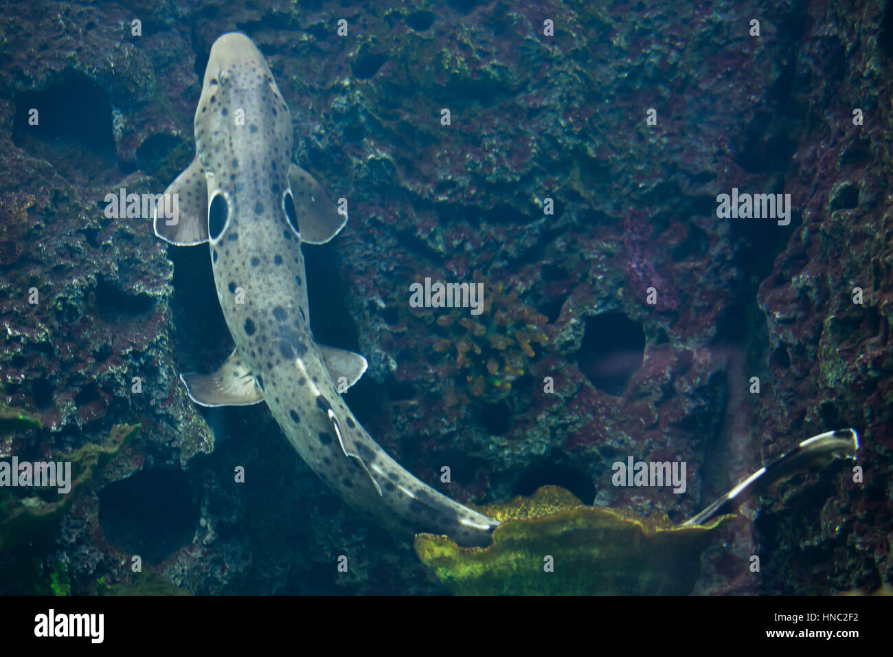 Epaulette shark (Hemiscyllium ocellatum). Marine fish. Stock Photo