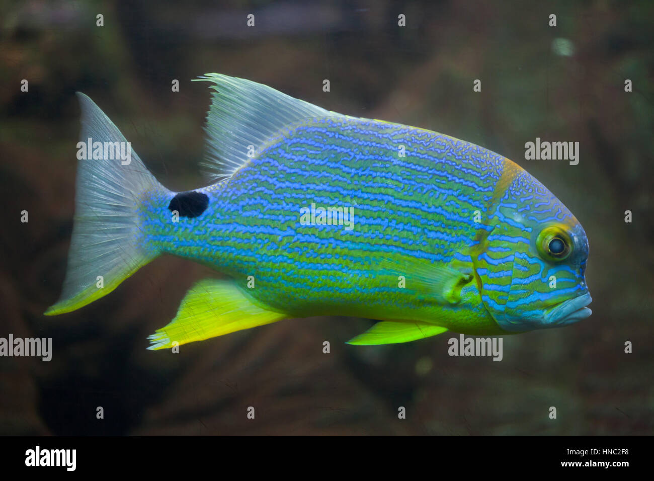 Sailfin snapper (Symphorichthys spilurus), also known as the blue-lined sea bream. Stock Photo