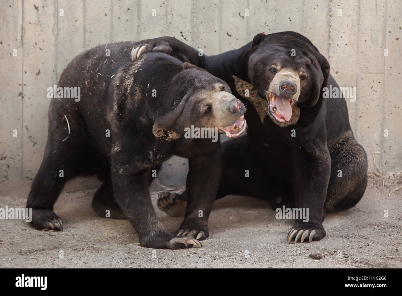 Malayan sun bear (Helarctos malayanus) at Madrid Zoo, Spain. Stock Photo