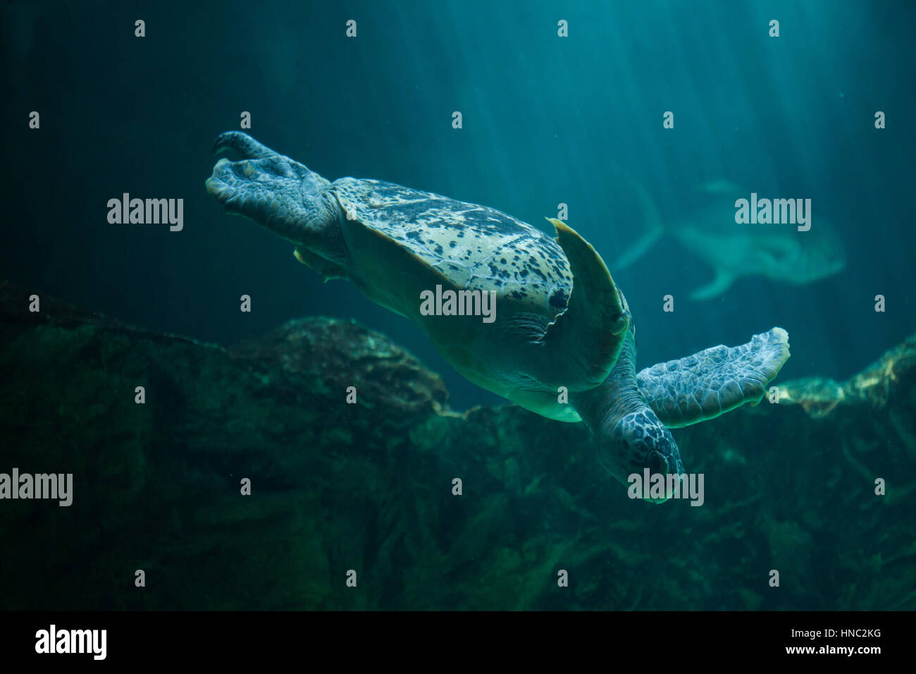 Green sea turtle (Chelonia mydas), also known as the green turtle. Stock Photo