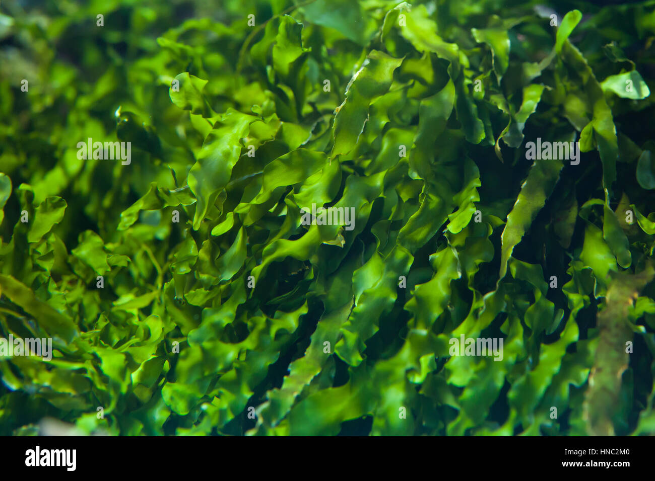 Green seaweed (Ulva compressa). Marine fish. Stock Photo