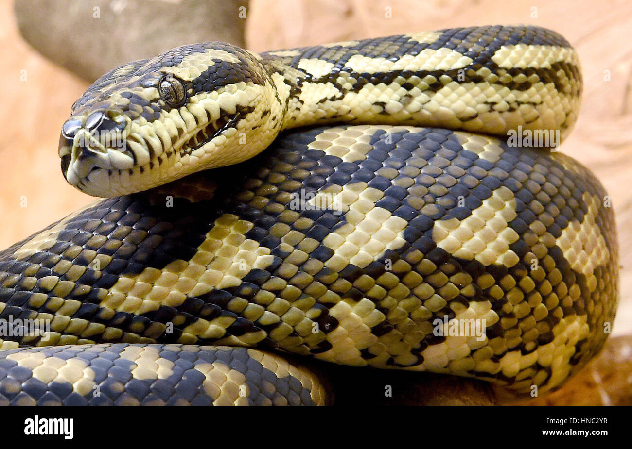 Central australian python hi-res stock photography and images - Alamy
