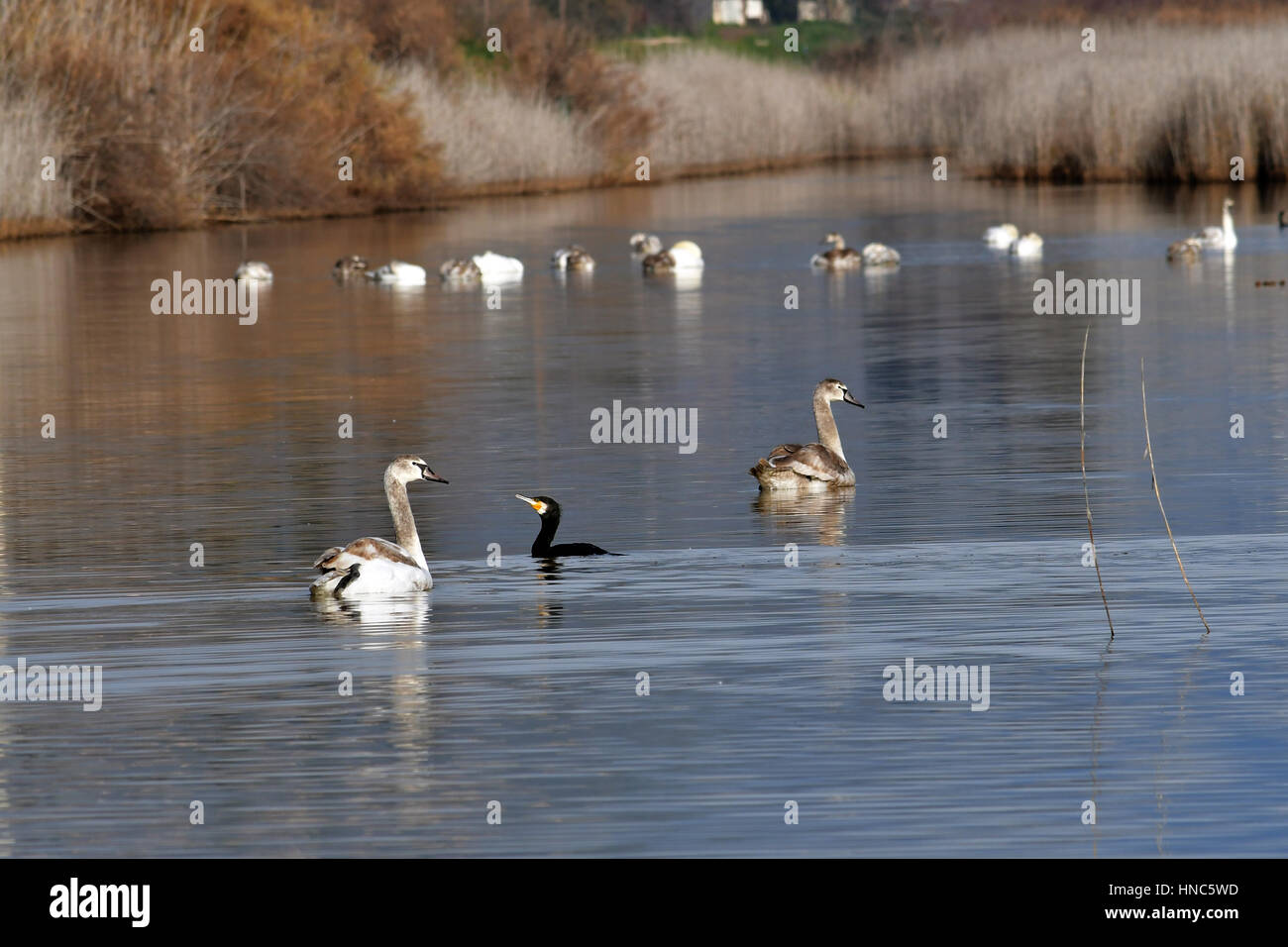 Outbreaks of bird flu in swans in Arcadia, Saturday, February 11, 2017. Of  the Veterinary Office audits of the Regional Unity Arcadia come to light and new outbreaks of avian influenza in wild migratory birds and domestic birds (ducks, chickens). The new cases concern in wild swans found dead in lake taka from the Veterinary Service officials who Boat swans removed from the water and buried them. cases were also found in domestic ducks and birds; kotes- in Nestani Swans and the must .The birds were buried and all precautions taken. Stock Photo