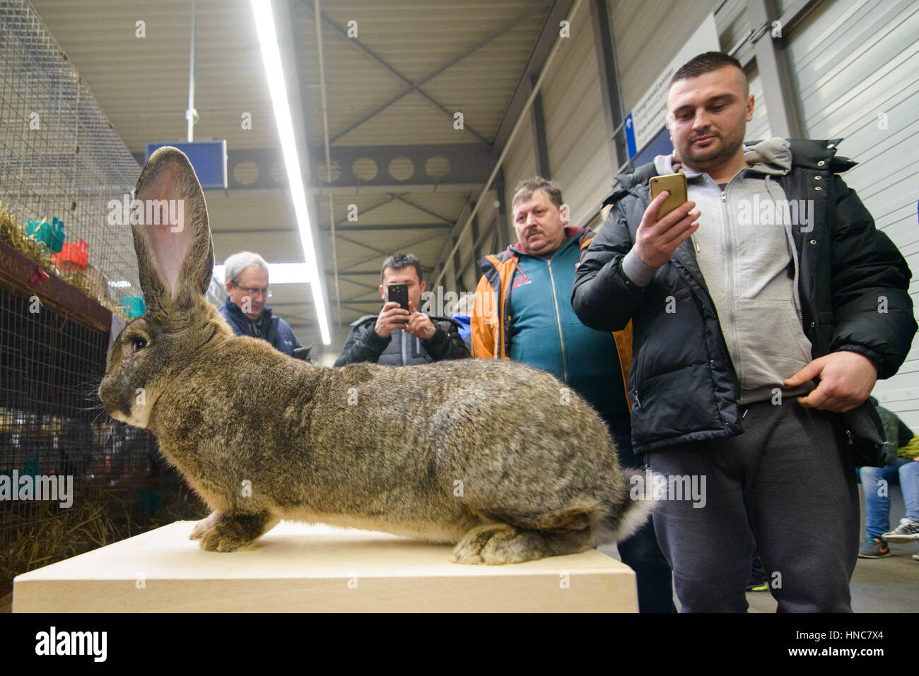 Visitors take photos of an award winning buck rabbit at the 26th